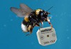 Piezo buzzer Sonitron SMA-13LV deploys maximum from a minimum