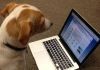 Do you want to be informed about components availability? Use the watchdog.